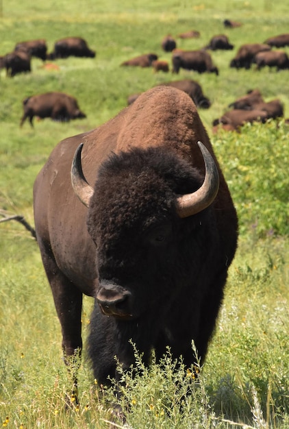 Großer Bison im Vordergrund und Bisonherde im Hintergrund