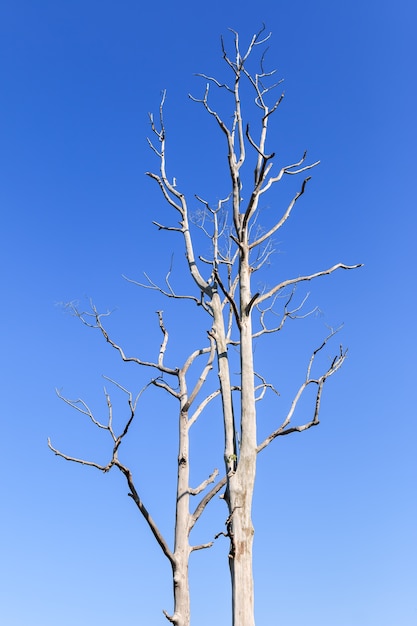 Großer blattloser Baum auf Hintergrund des blauen Himmels