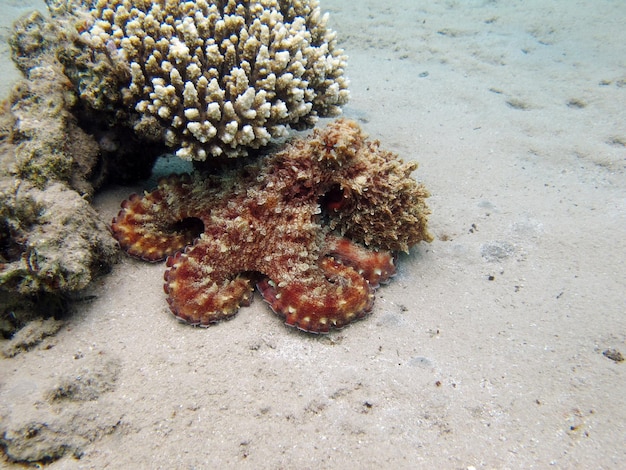 Foto großer blauer oktopus (octopus cyanea) oktopus. big blue octopus an den riffen des roten meeres.