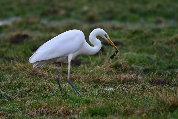 großer blauer reiher ardea cinerea