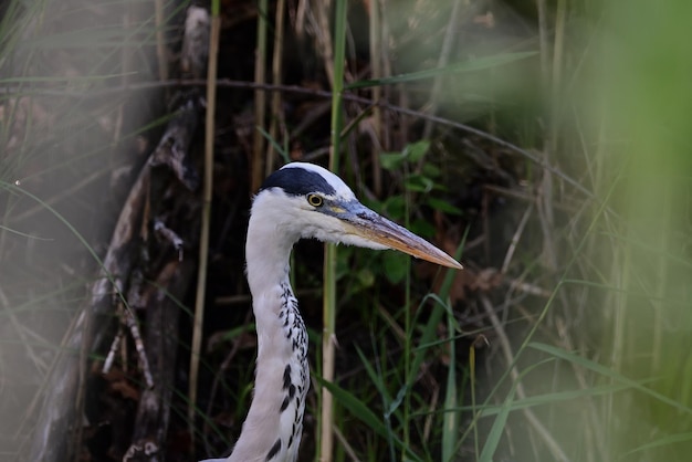 großer blauer reiher ardea cinerea