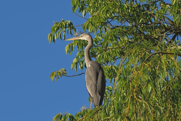 großer blauer reiher ardea cinerea