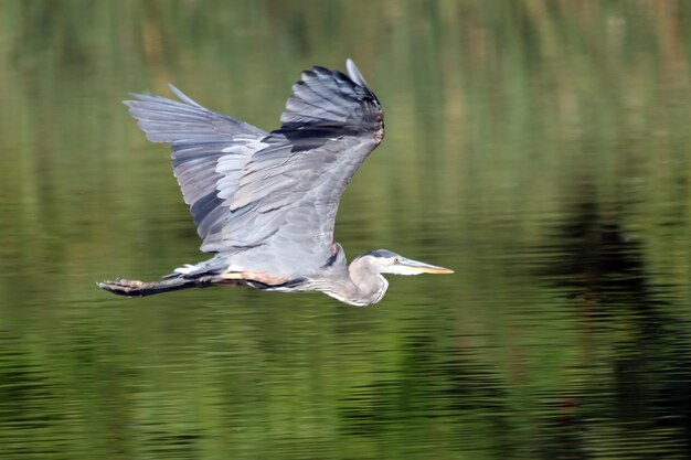 Großer blauer Reiher fliegt über den See