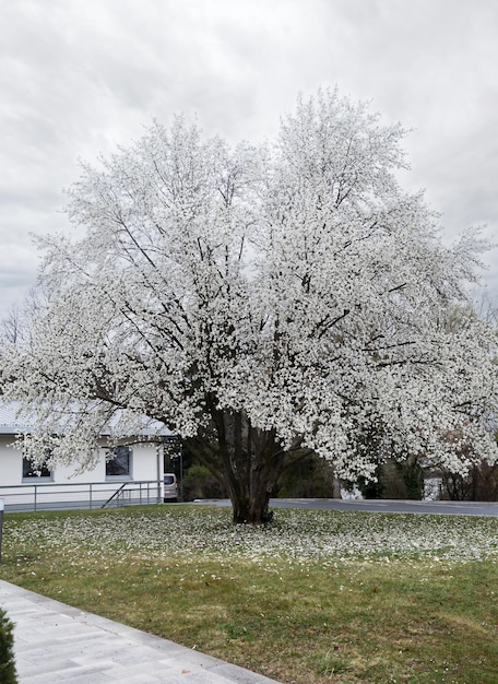 Großer blühender Magnolienbaum vor dem Hintergrund des Regenhimmels