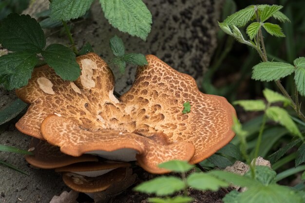 Großer Bracket-Pilz (Inonotus dryadeus)