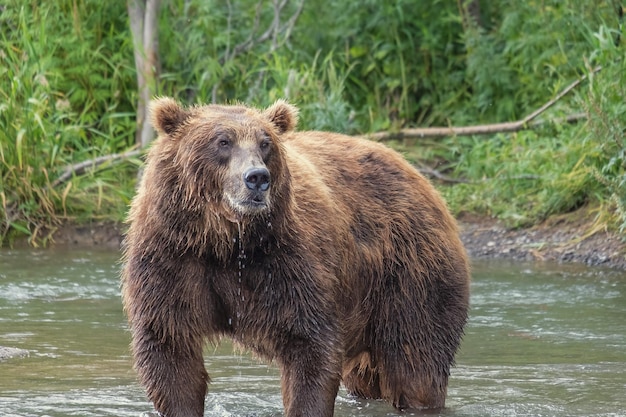 Foto großer braunbär im fluss