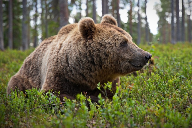 Großer Braunbär im Wald in Finnland