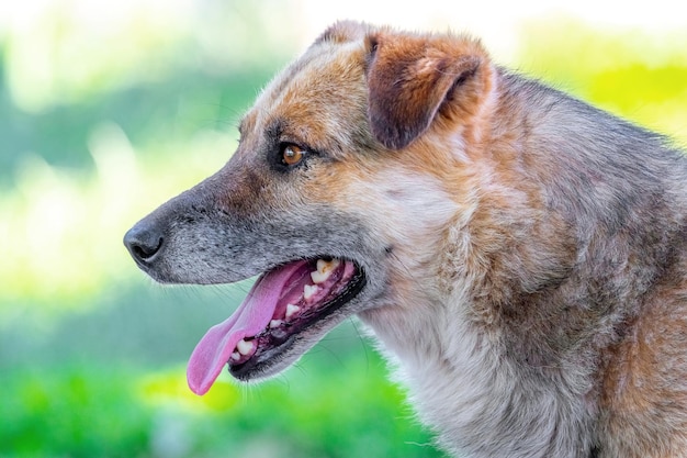 Großer brauner Hund mit offenem Mund im Sommer während der Hitze