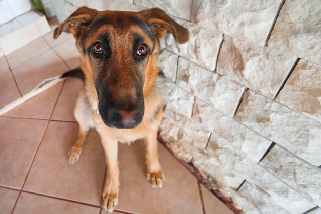 Großer brauner Hund sitzt auf der Treppe an der Wand