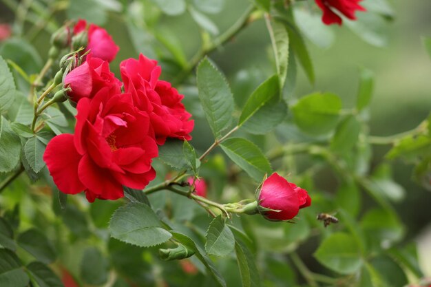 Großer Busch aus roten Rosen auf einem Hintergrund der Natur Das Konzept der Liebe, Leidenschaft und Romantik Nahaufnahme blühender Rosen im Freien