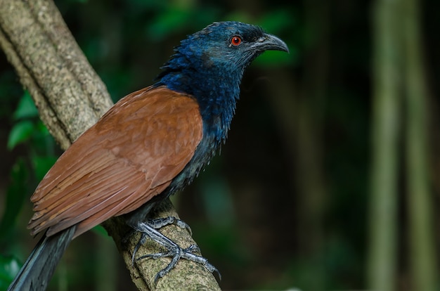 Großer Coucal (Centropus sinensis)