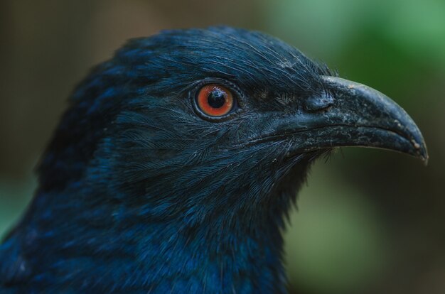 Grosser Coucalvogel (Centropus sinensis)