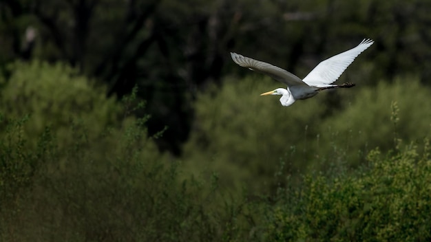 Großer Egret in freier Wildbahn