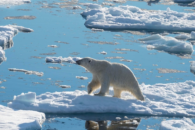 Großer Eisbär auf Treibeiskante