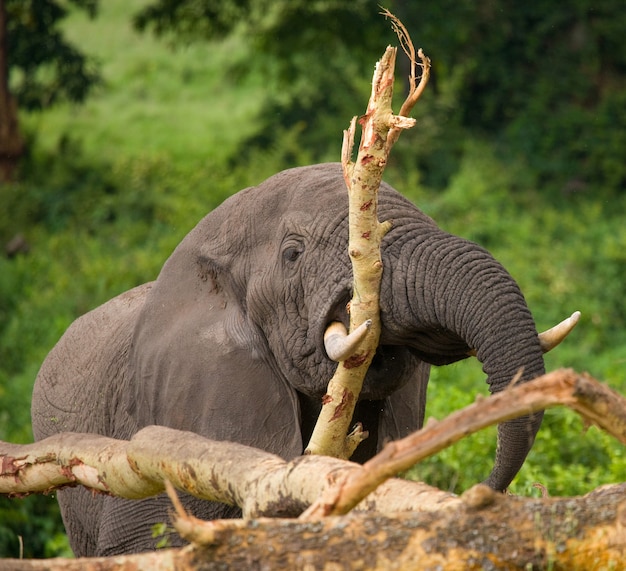 Großer Elefant bricht einen Baum.