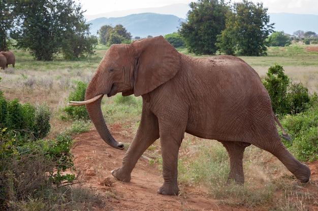 Großer Elefant, der in der Savanne geht