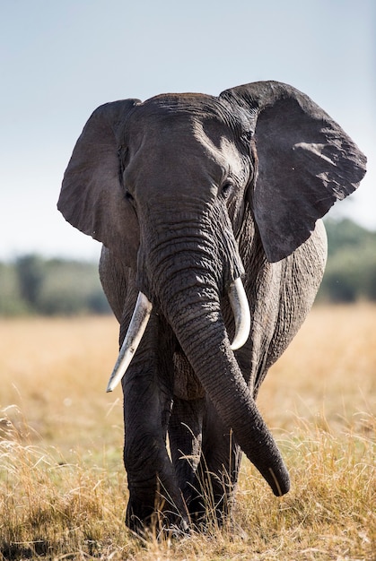 Großer Elefant steht in der Savanne.