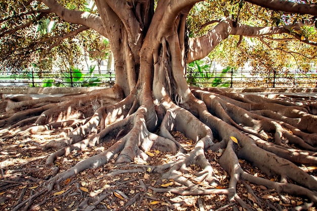 Großer Ficusbaum mit Wurzeln