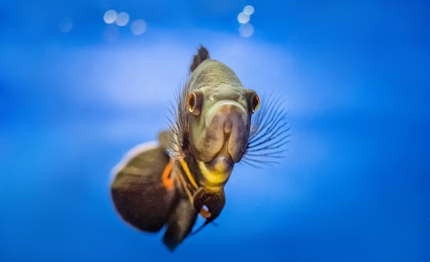 Großer Fisch, der sich im Aquarium durch Wasser bewegt