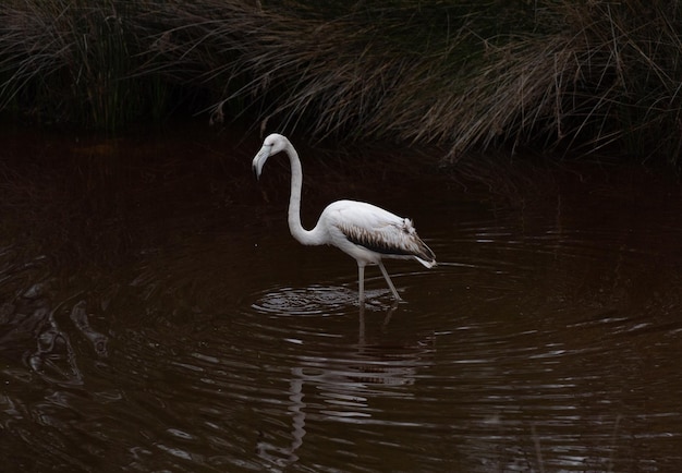 Großer Flamingo Phoenicopterus roseus auf schwarzem Hintergrund