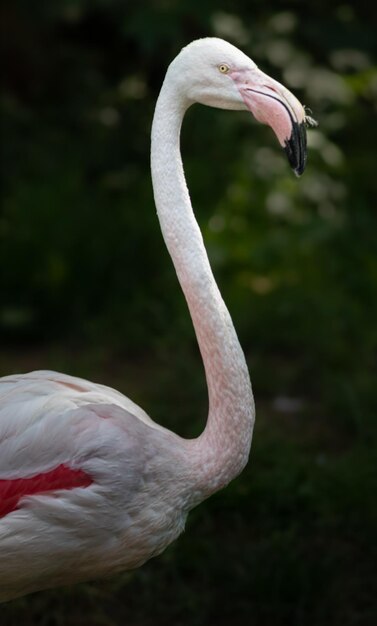 Großer Flamingo