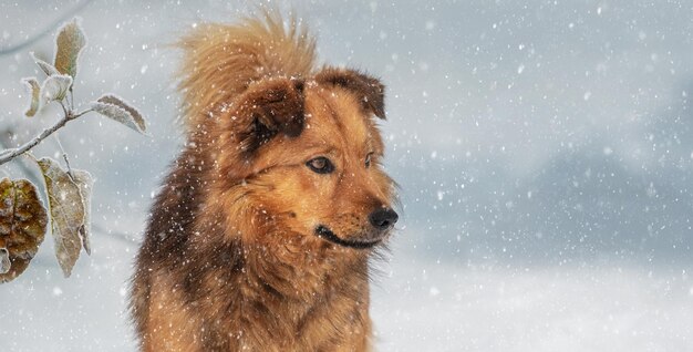 Großer flauschiger Hund im Winter im Garten bei Schneefall