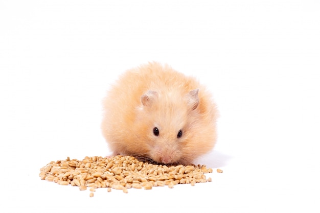 Großer flauschiger roter Hamster frisst Getreide, isolieren