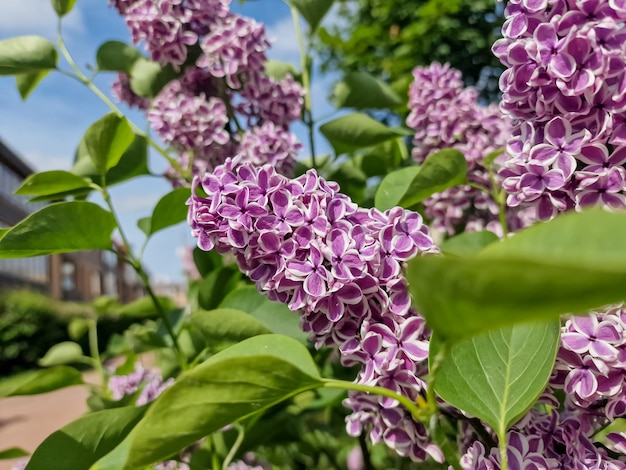 Großer Fliederzweig Blüte Fliederbusch Frühlingsviolette Fliederblumen closeupNatürliche Tapete Frühlingskräuterkonzept sonniger Tag