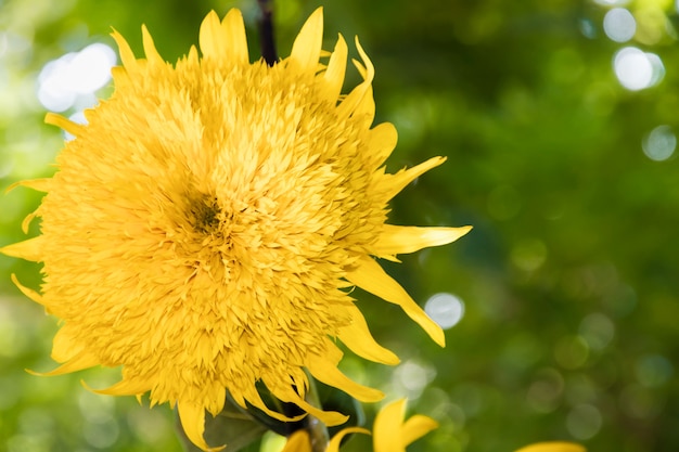 großer Frottee-Sonnenblumen-Nahaufnahmeraum für Text