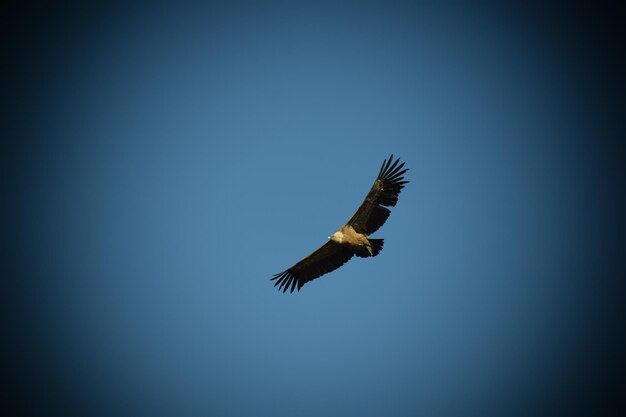 Foto großer gänsegeier, der über blauen himmel fliegt