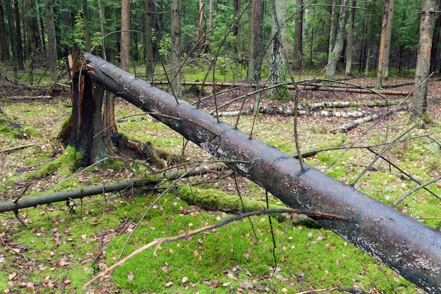 Großer gebrochener Baum im Wald-Windfall-Gebiet