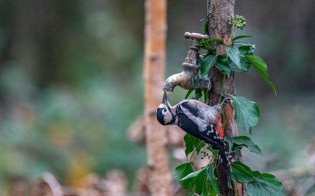 Großer gefleckter Specht sitzt auf einem Holzpfahl mit einem Wasserhahn