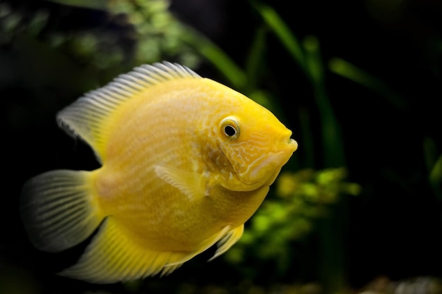 Großer gelber Fisch Cichlasoma severum gelb im Aquarium