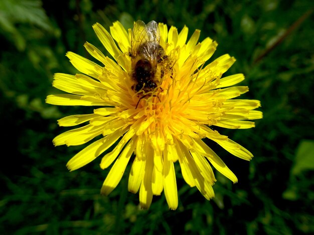 Großer gelber Sonchus (Löwenzahn, Sauendistel)