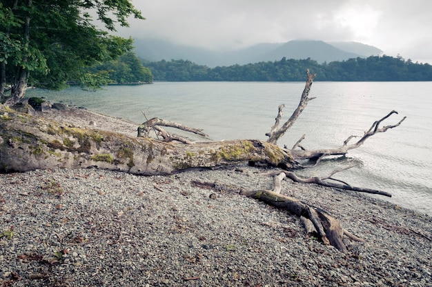 Großer getriebener Baum am Ufer des Bergsees