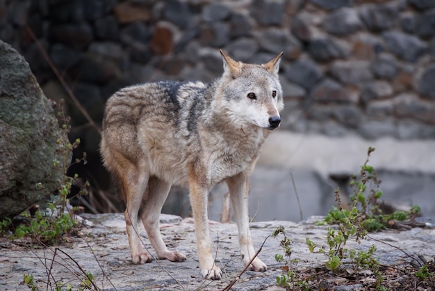 Großer grauer Wolf Canis Lupus im Zoo