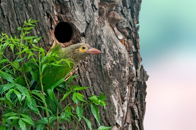 Großer grüner Barbet am Nest im Rückblick