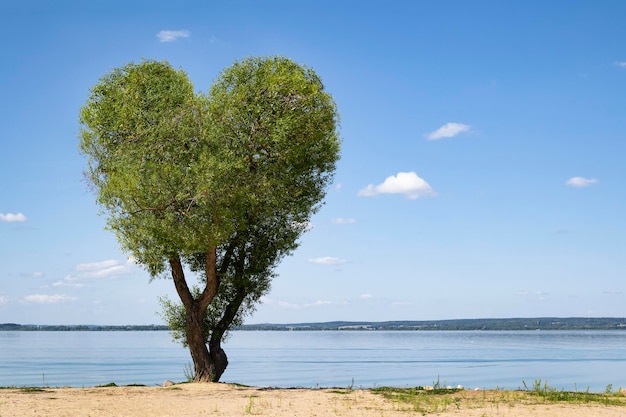 Großer grüner Baum in Form eines Herzsymbols am See an einem sonnigen Tag