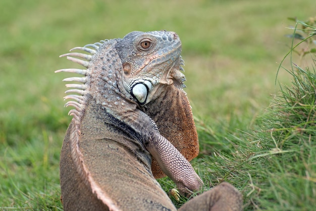 Großer grüner Leguan auf dem Gras