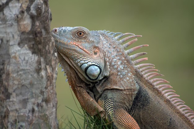 Großer grüner Leguan auf dem Gras