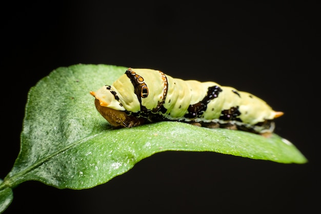 Großer grüner Wurm auf dem grünen Blatt