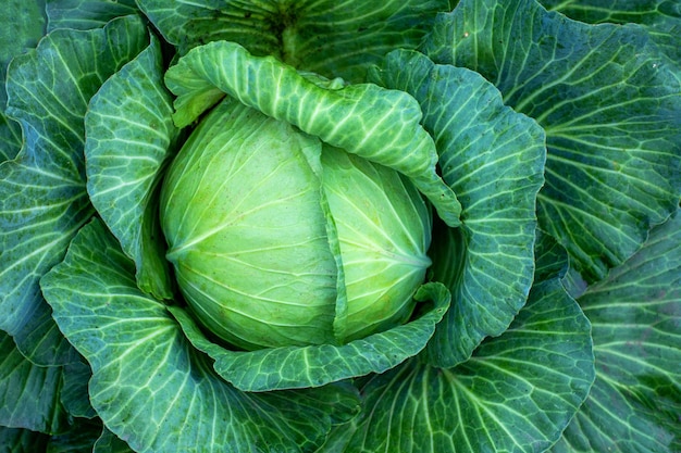 Großer Grünkohl auf dem Bauernhof. Vegetarisches Essen Hintergrund.