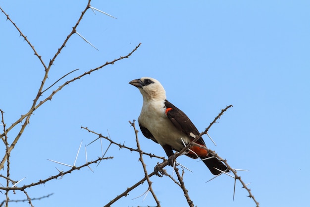 Großer hangbird auf einem baum. tarangire, tansania