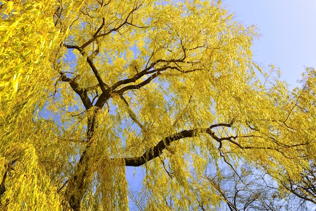 Großer hellgelber Weidenbaum über blauem Himmel