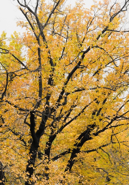 Großer Herbstbaum