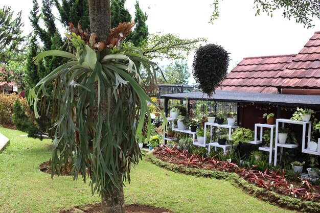Großer Hirschhornfarn im schönen Garten, eine Farnart, die in Java und Neuguinea beheimatet ist