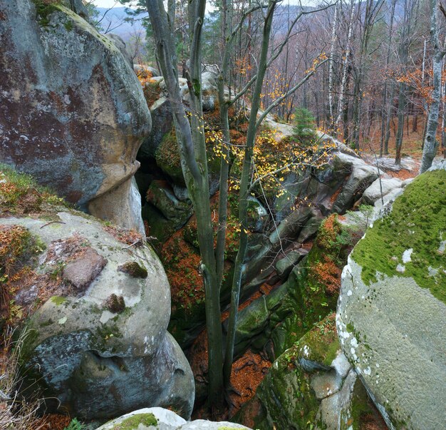 Großer hoher Stein im herbstlichen Wald ("Skeli Dovbusha", Region Iwano-Frankowsk, Ukraine)