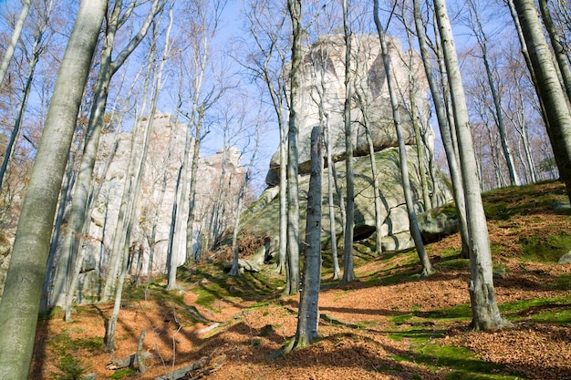Großer hoher Stein im Herbstwald ("Skeli Dovbusha", Region Iwano-Frankowsk, Ukraine)
