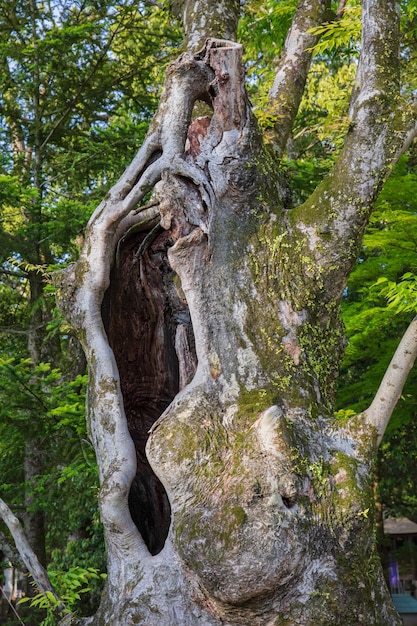 Großer hohler Baum im Park