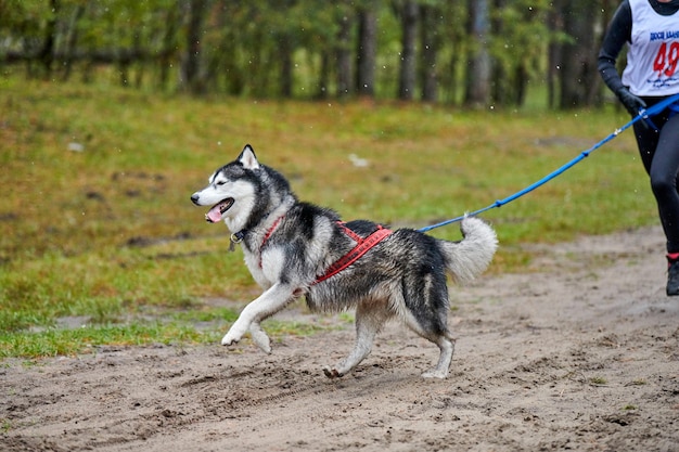 Großer Hund am Läufer befestigt